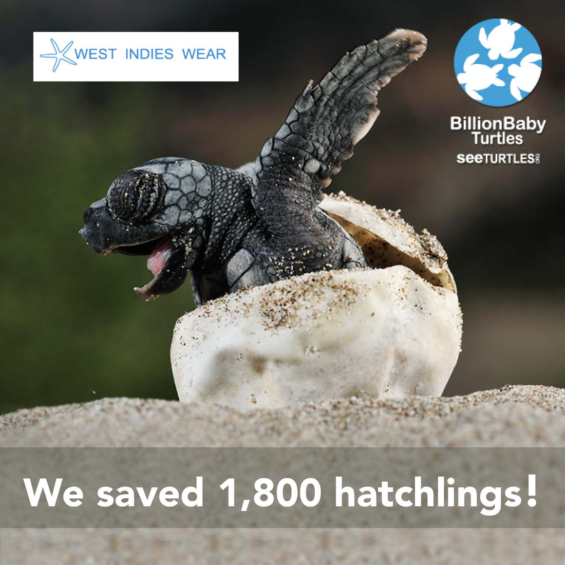 We have saved 1,800 hatchlings!